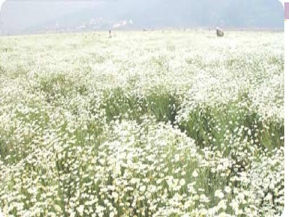 教学拟除虫菊酯杀虫剂课件_第3页