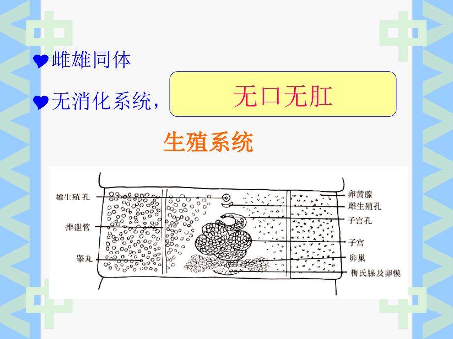 牛带绦虫病课件_第4页