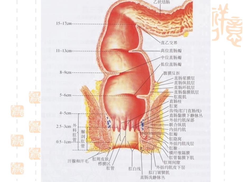 肛肠培训很好的课件.ppt_第3页