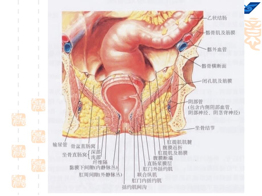 肛肠培训很好的课件.ppt_第4页