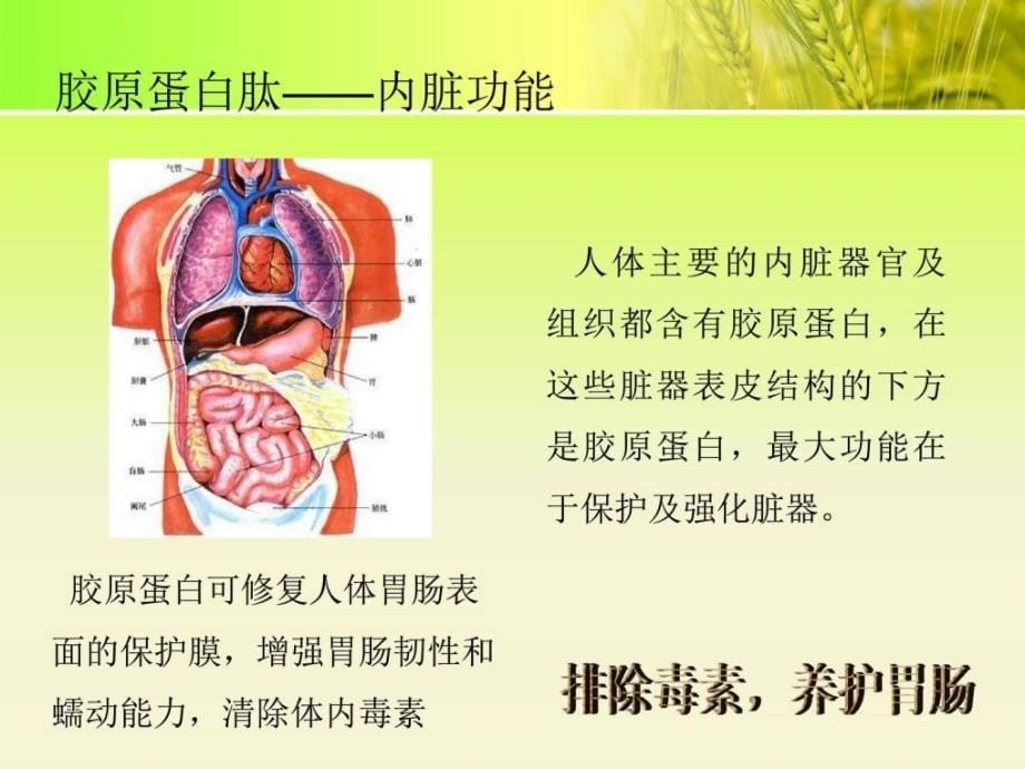 胶原蛋白肽课件_预防医学_医药卫生_专业资料.ppt_第5页