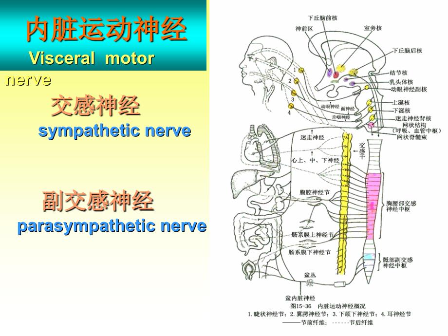 系统解剖学15周围神经系统内脏神经课件_第4页