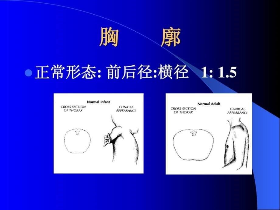 最新临床医学概论胸廓课件_第5页