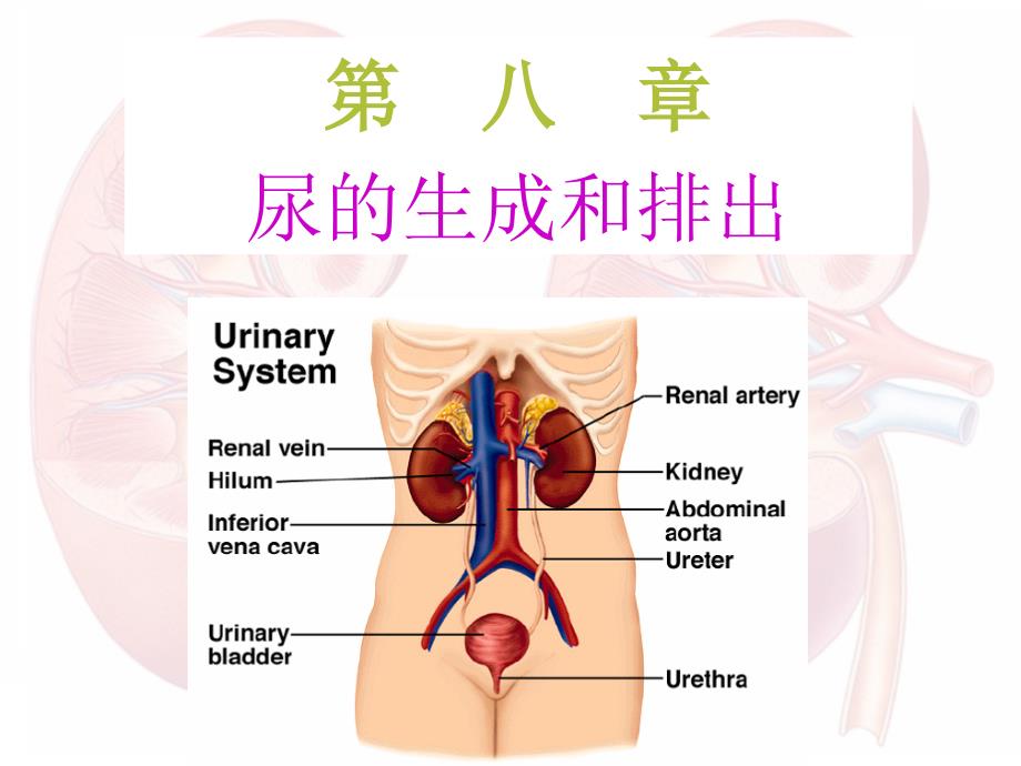 人体生理学课件   第八章  尿生成和排出第12节_第2页