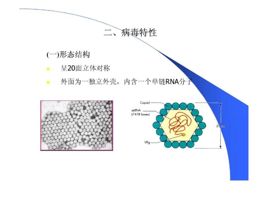 肝炎病毒概述（甲肝戊肝）课件_第4页