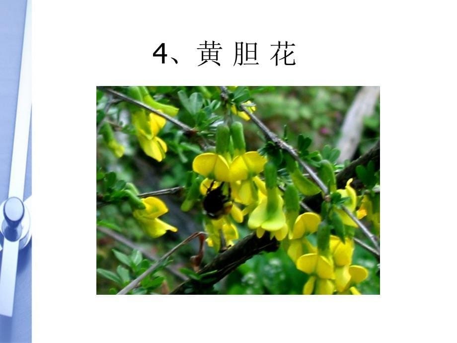 七年级生物上册_15种难得一见的花图片1课件_人教新课标版_第5页