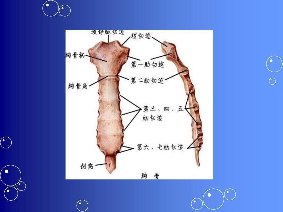 胸廓检查及听诊课件_第5页