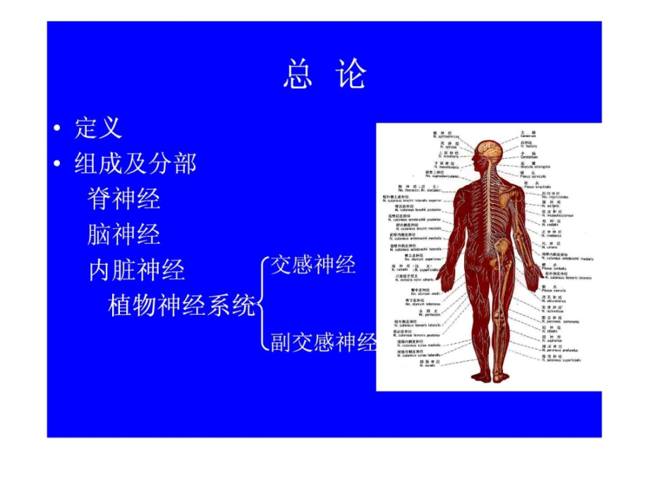 周围神经系统（系统解剖学）课件_1_第2页