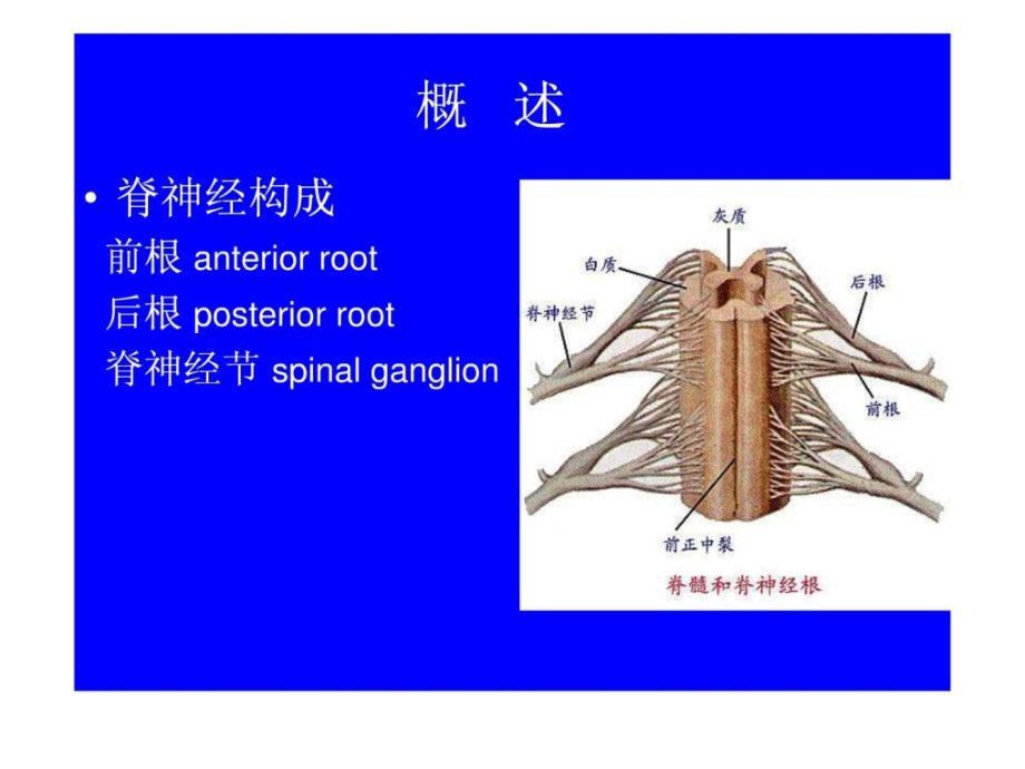 周围神经系统（系统解剖学）课件_1_第4页