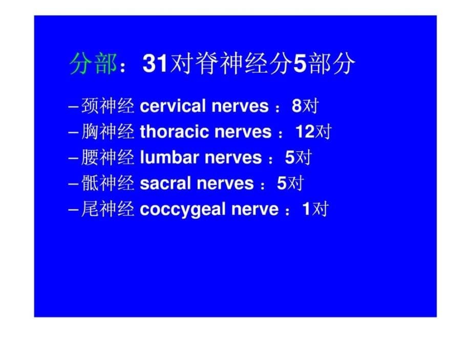 周围神经系统（系统解剖学）课件_1_第5页