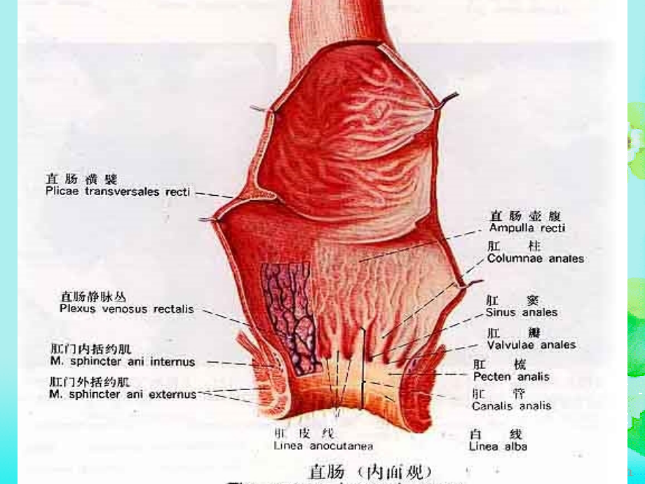 直肠肛管疾病课件_1_第2页