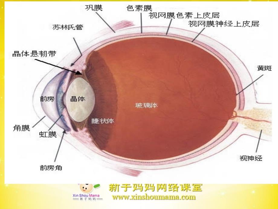 幼儿教育宝宝结膜炎的预防及护理课件_第4页