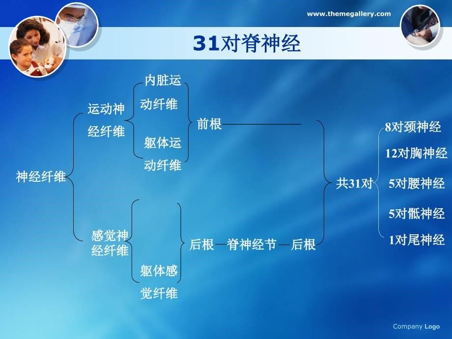 周围神经病损课件_1_第5页