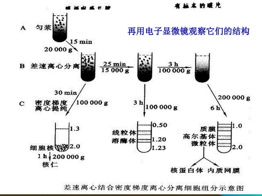 系统的分工合作细胞器ppt课件_第5页