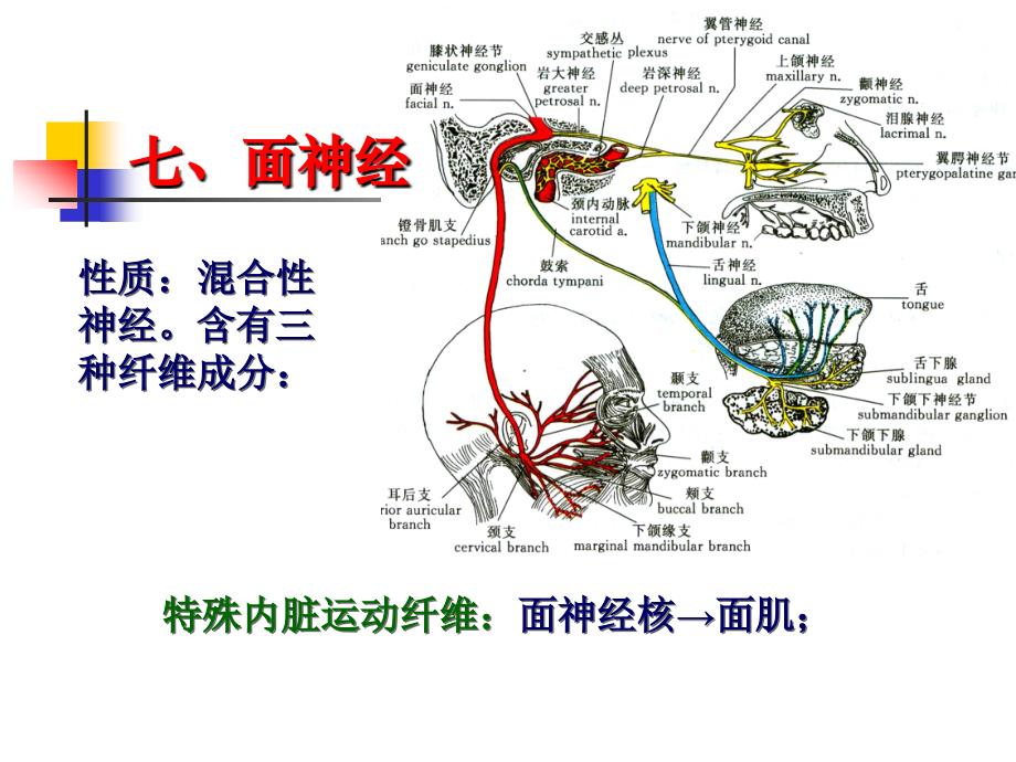 周围神经系统（三）（ppt x页）课件_第2页