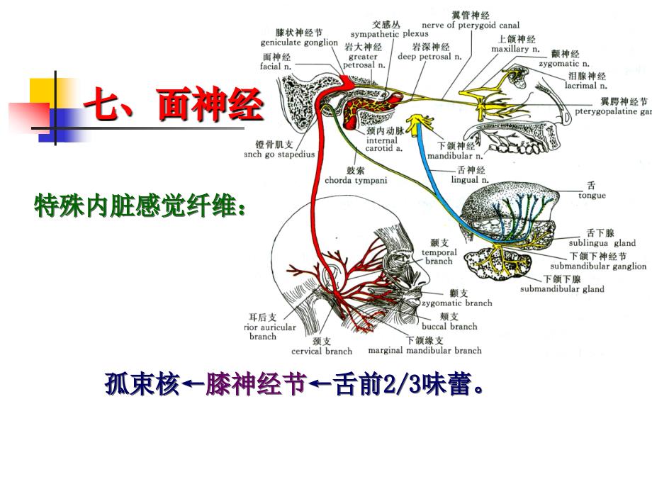 周围神经系统（三）（ppt x页）课件_第4页