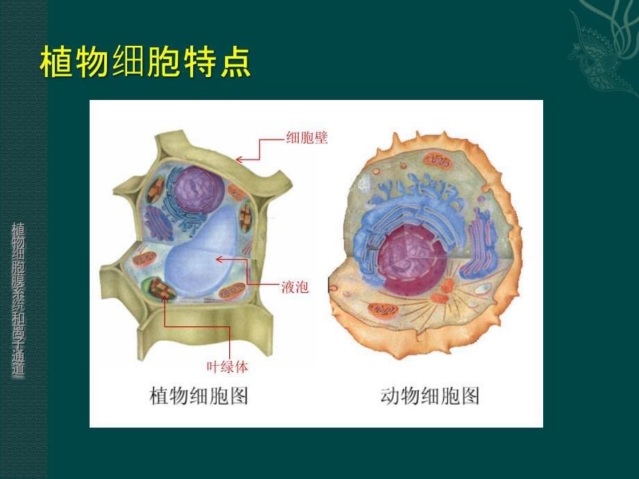 离子通道ppt课件_第5页