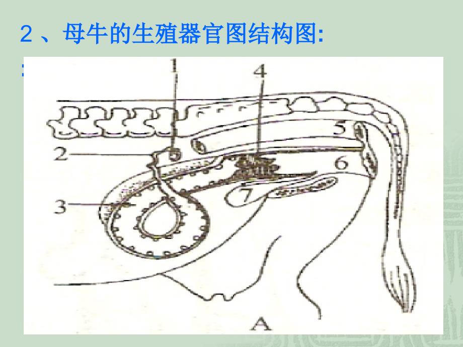 实验一  动物生殖器官的识别及组织2 ppt课件_第4页