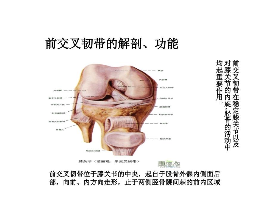 关节镜下前交叉韧带损伤围手术期康复护理课件_第3页