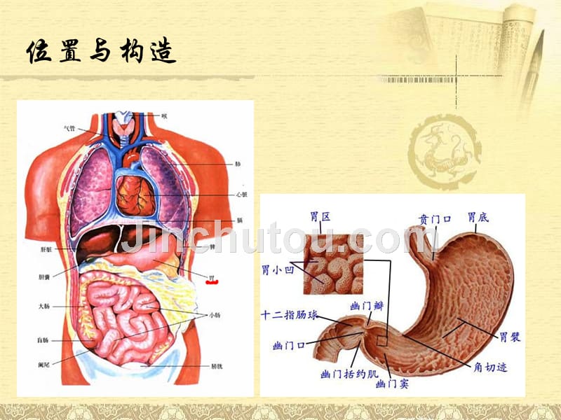 胃课件_第3页