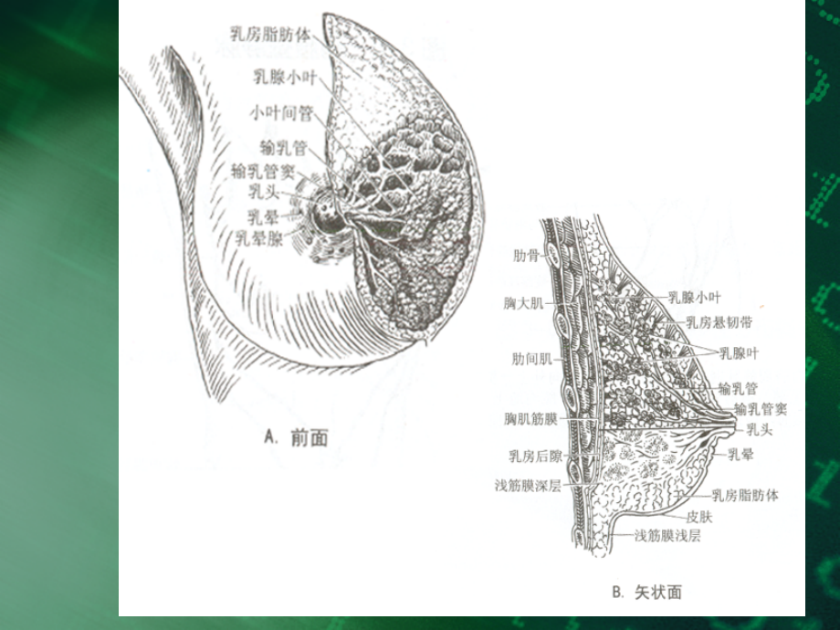 q乳腺疾病的超声诊断与鉴别_第3页