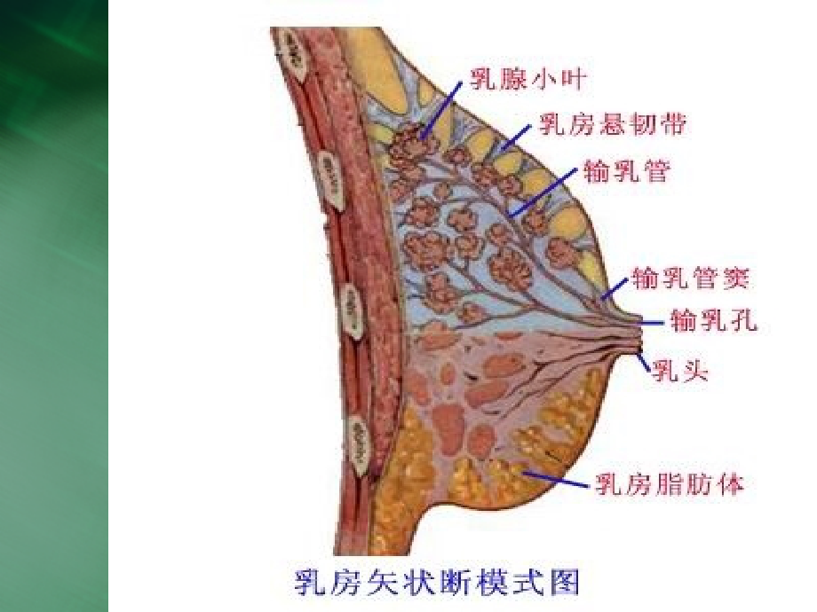 q乳腺疾病的超声诊断与鉴别_第4页