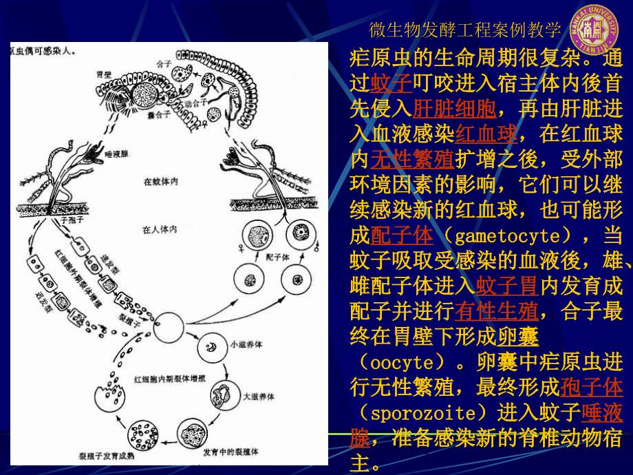 医学第五组利用基因工程酵母生产抗疟疾药物前体青蒿酸课件_第4页