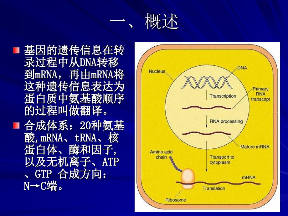 生物化学chapter21 protein synthesis ppt课件_第3页