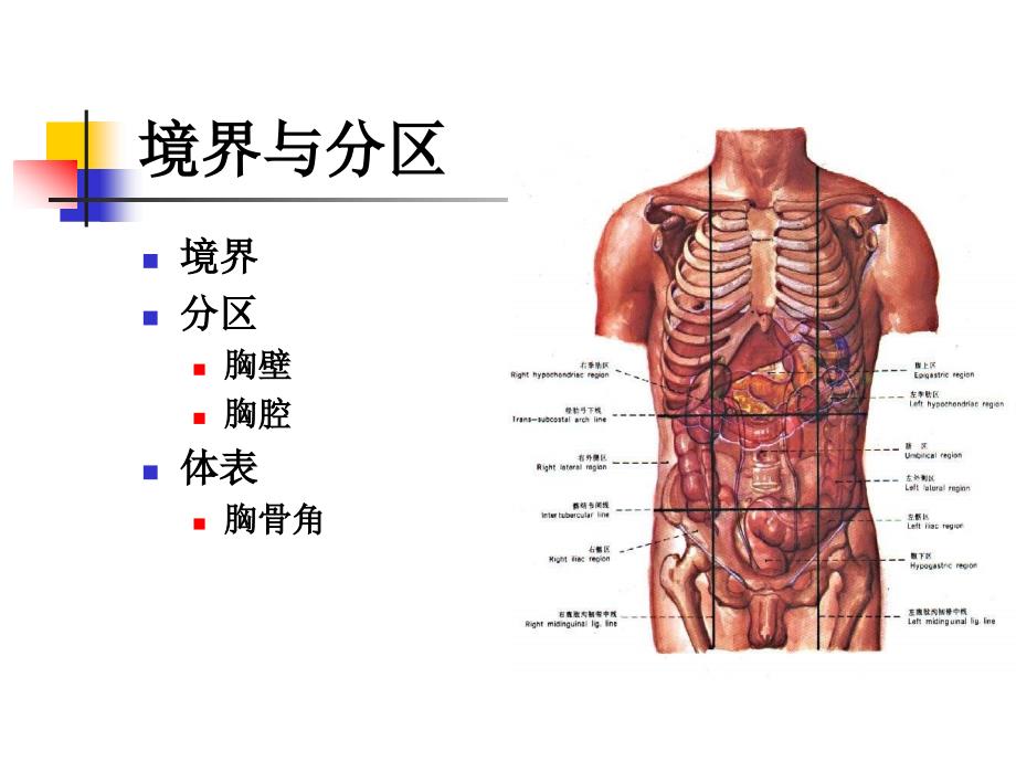 局解课件理论课胸壁_第2页