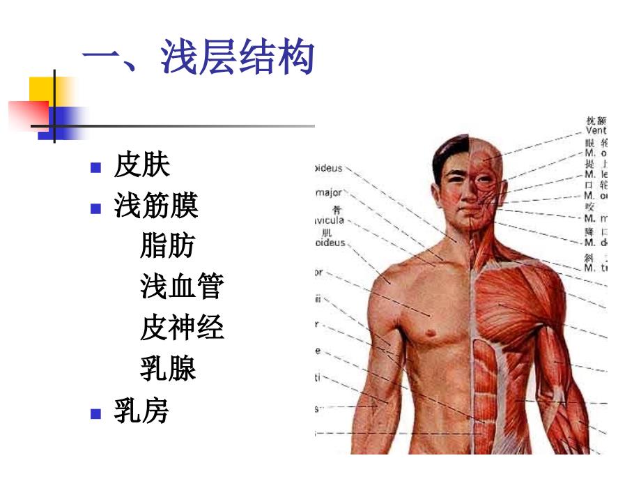 局解课件理论课胸壁_第4页