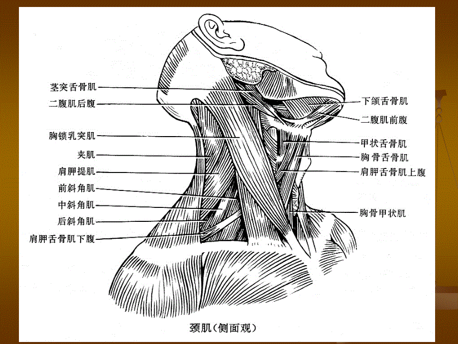 前斜角肌综合征课件_第4页