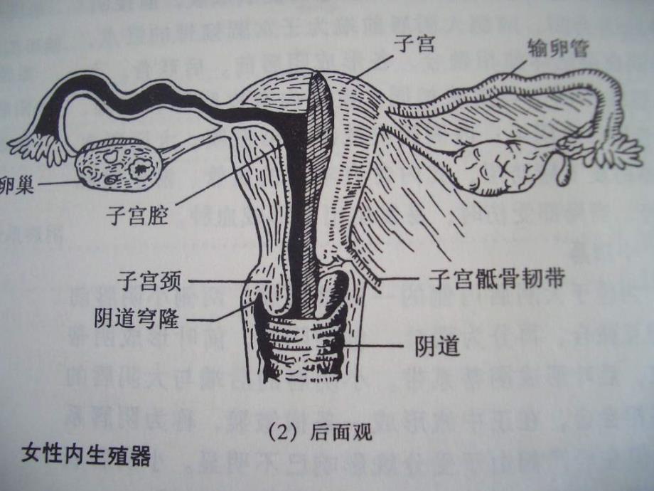 s【精品ppt】妇科恶性肿瘤的诊断与预防_第4页