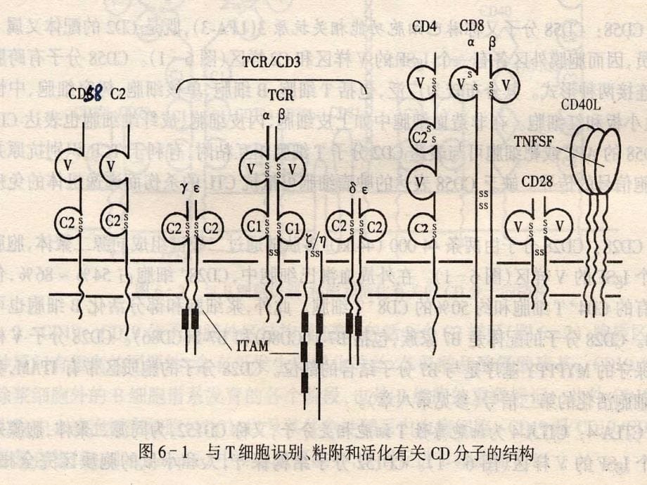 细胞分化抗原ppt课件_第5页