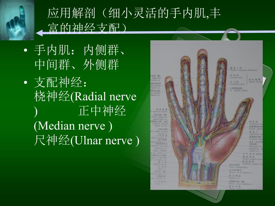 手部神经损伤图文课件_第4页