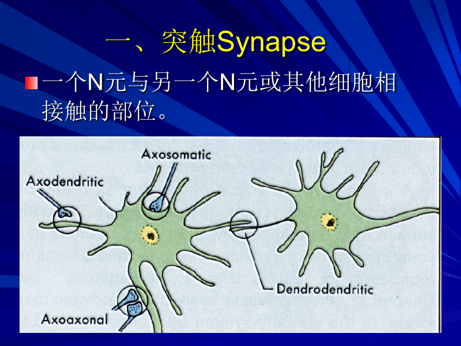 神经元之间的联系 ppt课件_第2页