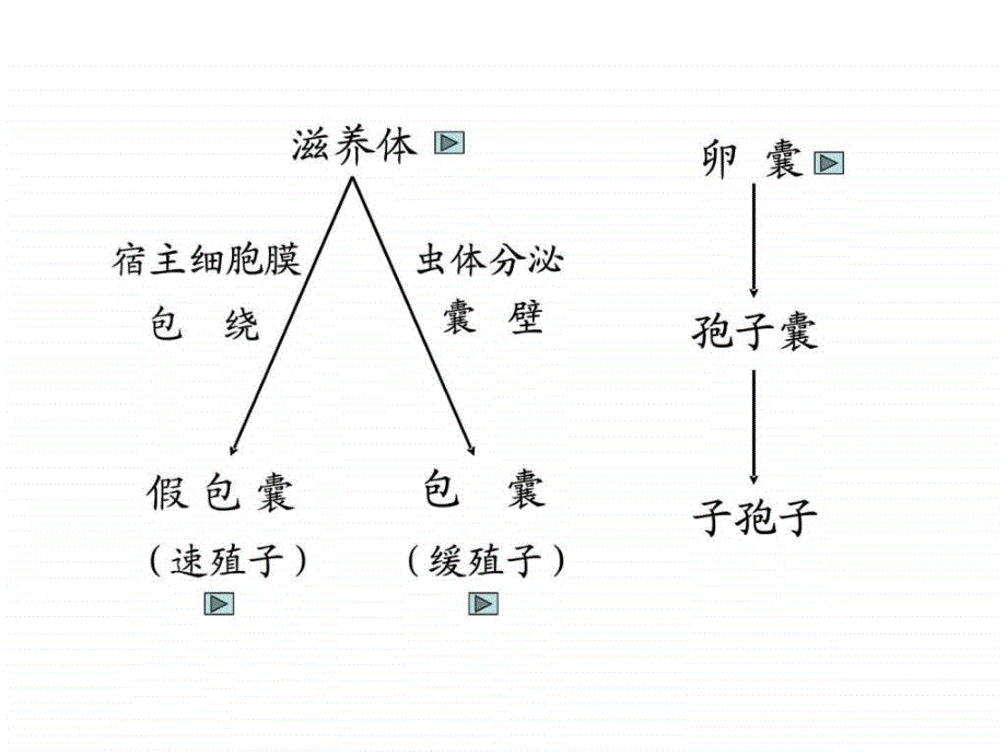 刚地弓形虫卡氏肺孢结肠小袋纤毛虫图文课件_第4页