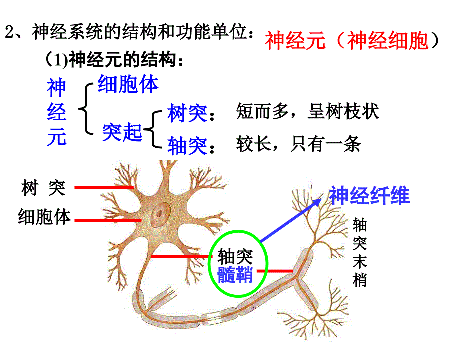 神经调节24084ppt课件_第4页