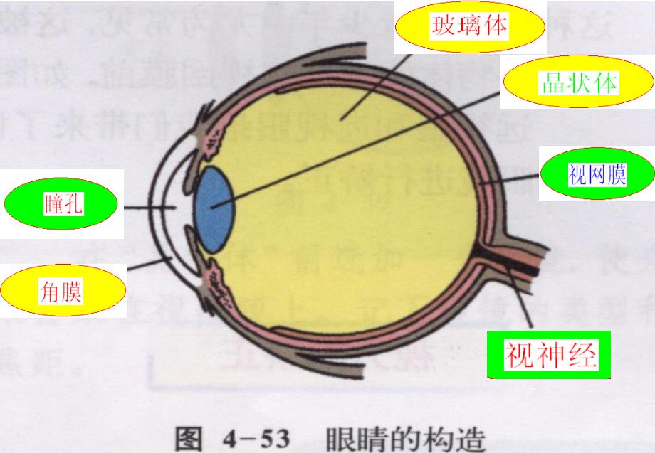 眼睛与视力纠正ppt课件_第2页