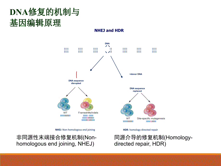 最详细crisprcas9系统原理应用及发展ppt课件_第4页