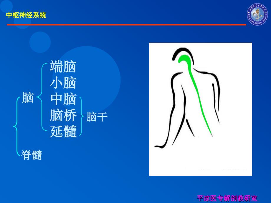 以上中枢神经系统平凉医专解剖教研室脊髓丘脑前束课件_第3页