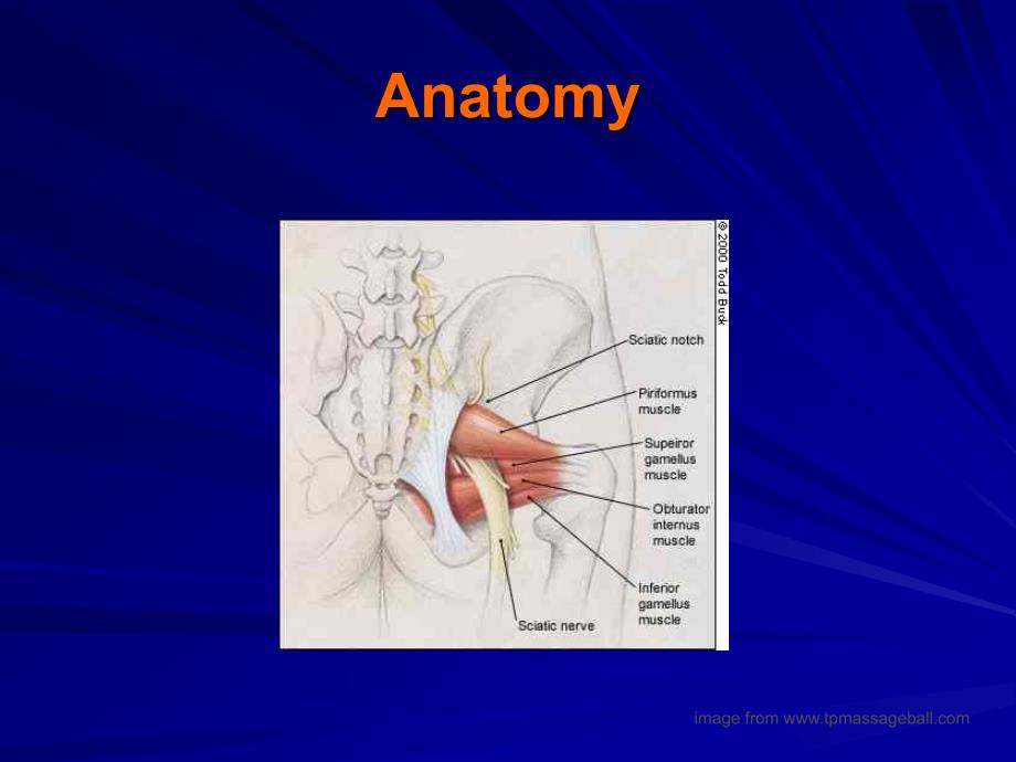 alternative treatment approach to piriformis syndrome梨状肌综合征的治疗方法课件_第4页