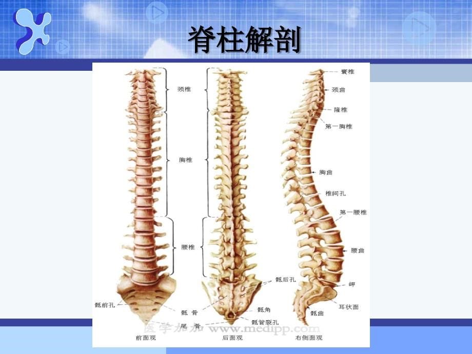 急诊脊柱和脊髓损伤的救治课件_第5页