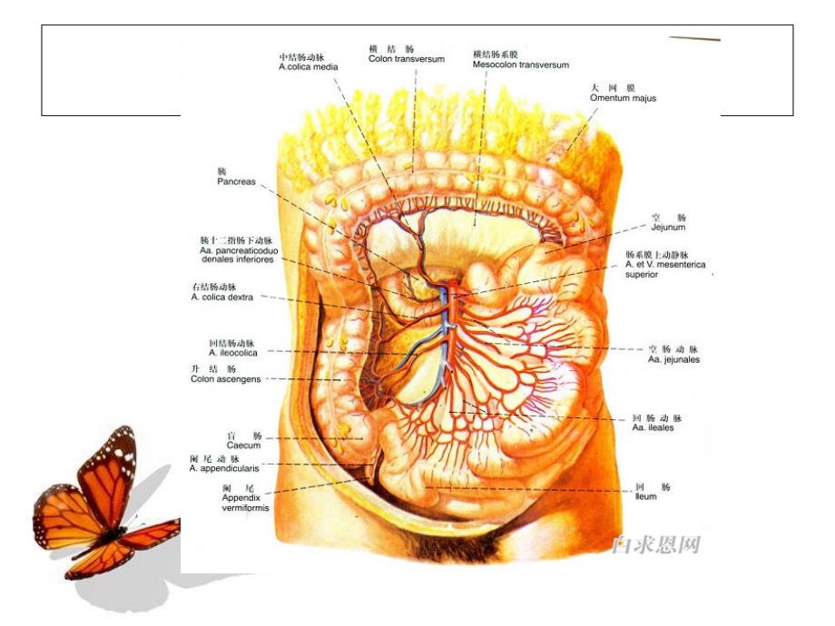 急性肠系膜血管缺血性疾病课件_1_第4页