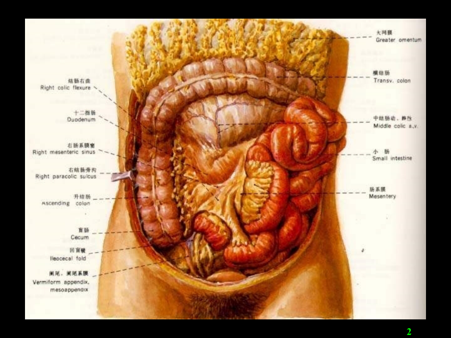 临床医学肠疾病课件_1_第2页