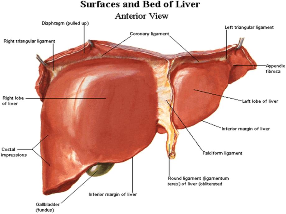 基础医学肝与肝外胆道的局部解剖课件_第3页