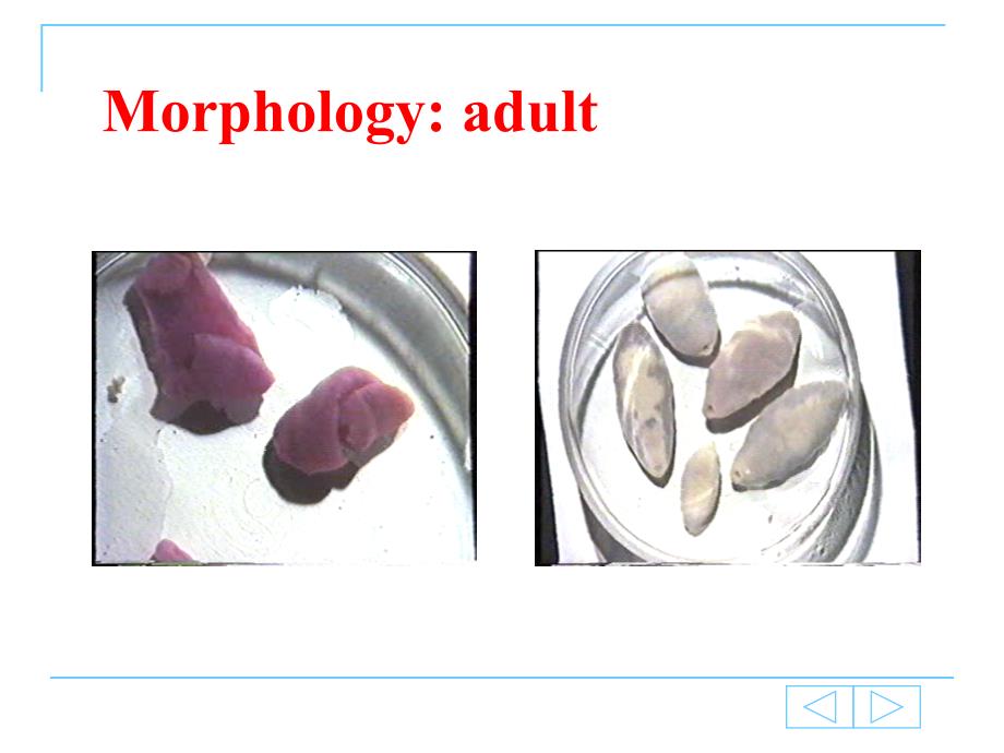 周姜片虫并殖吸虫课件_第4页