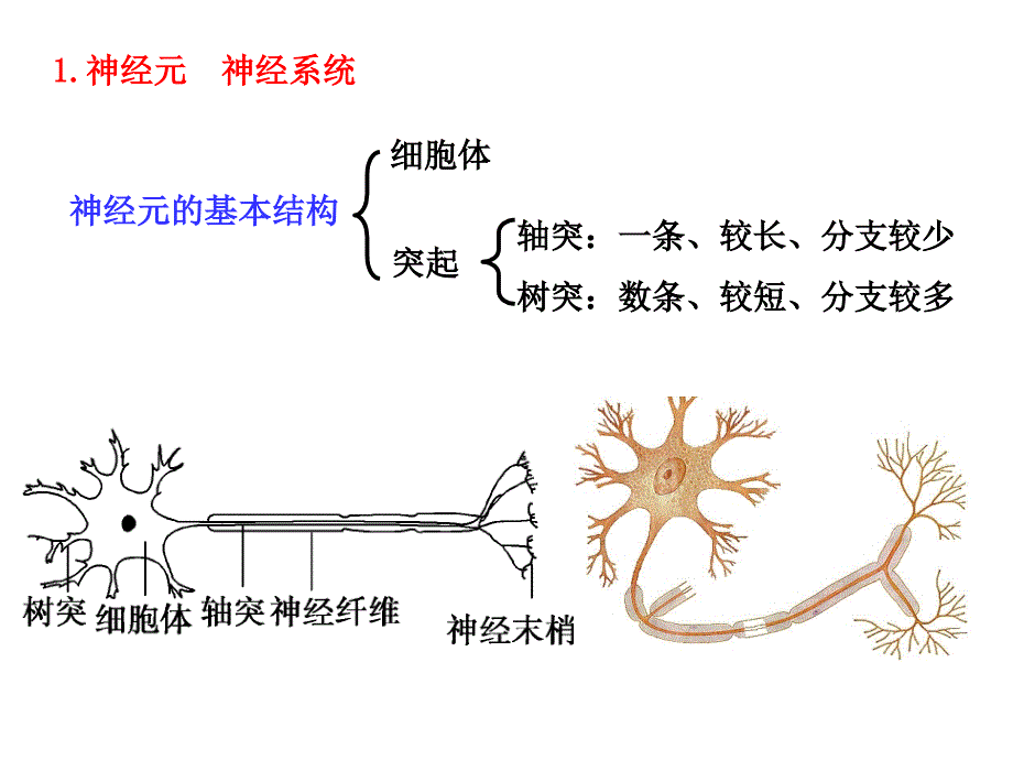 神经调节ppt课件_3_第2页