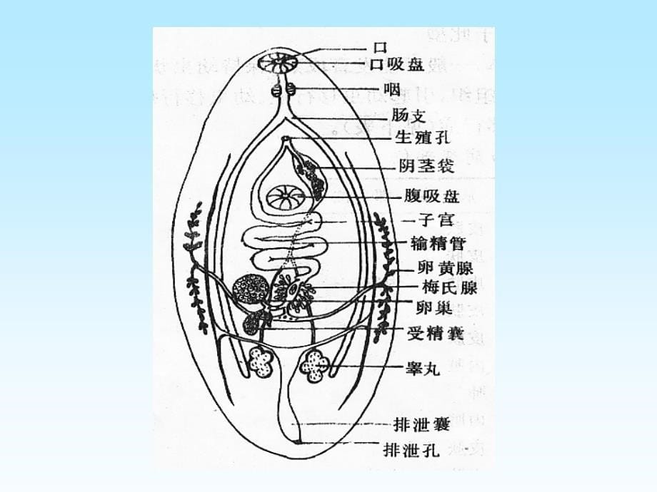 吸虫1肝吸虫姜片虫肺吸虫课件_第5页