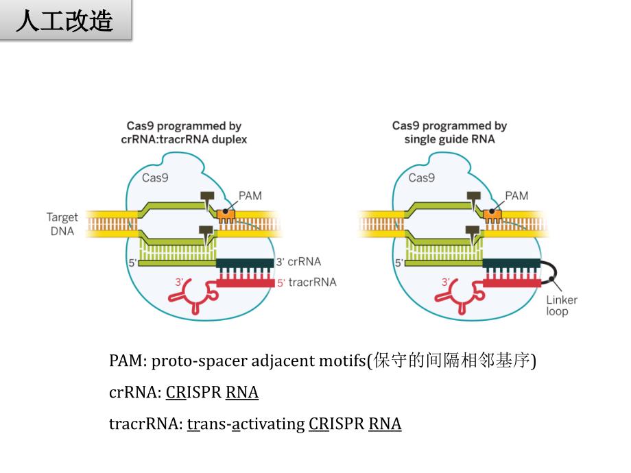 最新基因组编辑技术crisprcas systemppt课件_第4页