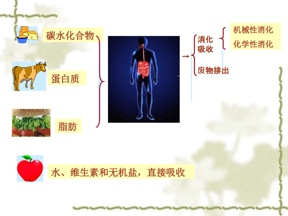 生理学第六章消化 ppt课件_第3页